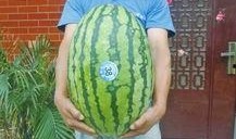 热门大瓜每日大赛,揭秘娱乐圈最新爆料，大赛精彩瞬间回顾