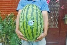 热门大瓜每日大赛,揭秘娱乐圈最新爆料，大赛精彩瞬间回顾