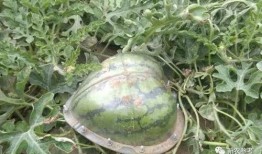 吃瓜爆料每日大赛最新动态 吃瓜群众在七零,吃瓜群众揭秘最新大赛幕后真相