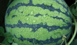 fun热点黑料 热门大瓜在线,热门大瓜背后的真相揭晓